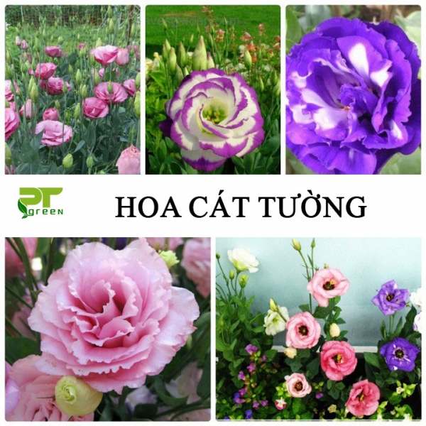 Hoa Cát tường | Cách trồng hoa Cát tường tại nhà